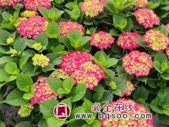 八仙花(绣球) 八仙花钵苗 青州花卉 八仙花 美城花卉苗木图1