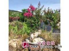 紫薇桩景现货直供 精品紫薇盆景批发 宁波夏家桩园 紫薇盆景图1