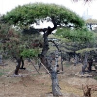 黑松盆景 造型黑松批发 福建黑松价格 大型黑松基地直销