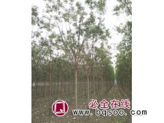 速生国槐 现场指树,山东国槐-国槐直供全网低价 延涛苗木图1