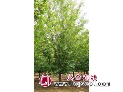 8-15公分西府海棠 北美海棠价格 山东海棠价格 延涛苗木图1