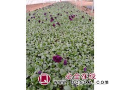 三色堇苗 黄楼花卉 青州三色堇苗批发 三色堇价格 蒋家花卉图1