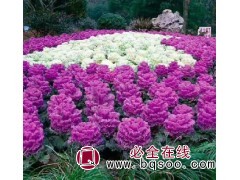 羽衣甘蓝苗价格 黄楼花卉 蒋家花卉 山东羽衣甘蓝批发基地图1