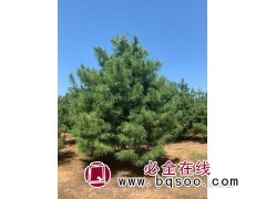 华山松图1
