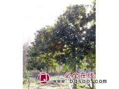 安徽广玉兰基地 广玉兰价格 广玉兰精品树 绿化工程 广玉兰图1
