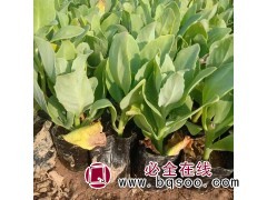 八宝景天 耐寒花卉八宝景天 八宝景天种植基地 五兄弟宿根花卉图1