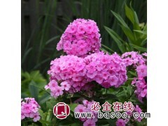 多年生宿根福禄考 宿根福禄考 五兄弟宿根花卉 丛生福禄考图1