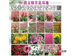 沈阳宿根花卉基地 串红 美女樱钵苗供应 段文明草花基地图1