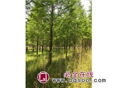 水杉原产地_江苏水杉|江苏水杉基地|水杉原产地|东台恒宏苗木图1