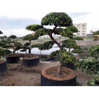 罗汉松-萧山罗汉松造型树价格-罗汉松景观树-萧山绿百春苗木
