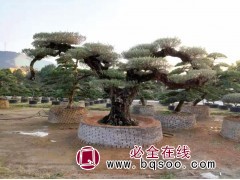西班牙进口橄榄树，西班牙进口橄榄树造型树价格 绿百春苗木图1