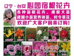 金娃娃萱草供应 鞍山宿根花卉 大花萱草苗供应 心园宿根花卉图1