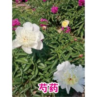 芍药花苗-芍药基地直发-鞍山芍药花基地 心园宿根花卉 芍药花