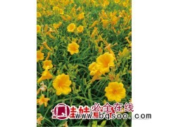 金娃娃萱草 大花萱草苗 红花萱草价格 鞍山花卉 思源绿化苗木图1