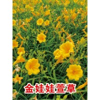 金娃娃萱草 大花萱草苗 红花萱草价格 鞍山花卉 思源绿化苗木