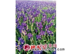 紫褐鸢尾苗 笛声鸢尾苗批发 鞍山宿根花卉苗 思源绿化苗木图1