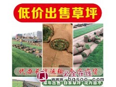 优异-午夜-黑捷克-翡翠-高档剪股颖-东北草坪-辽宁盛鑫草坪图1