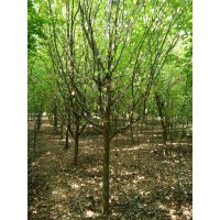 专供木瓜树(2至15公分)200亩,曹州木瓜树价格 青宇花木