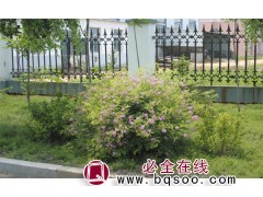 花木蓝绿篱应用 花木蓝球 沈阳花木蓝批发基地 沈阳园丰苗圃图1