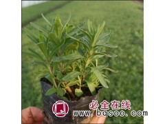 宿根花卉薰衣草 鞍山盆栽薰衣草种植基地 薰衣草批发价格图1