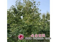 5-7公分银杏 精选优质出售基地 东台市恒宏苗木有限公司图1