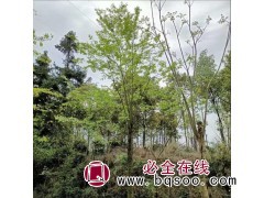 15公分朴树 江苏朴树 朴树价格 朴树供应 东台市恒宏苗木图1
