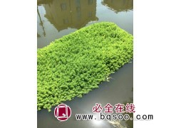 承接各种粉绿狐尾藻-景观效果净水治理修复工程 益殿水生植物图1