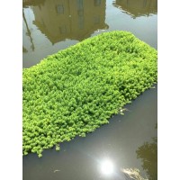 承接各种粉绿狐尾藻-景观效果净水治理修复工程 益殿水生植物