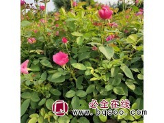 各类月季出售-实地货源-江苏月季花批发基地-嘉泽史松林苗木图1