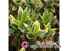 专业出售金边黄杨 江苏黄杨价格 江苏黄杨批发 嘉泽史松林苗木图1