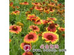 天人菊苗基地-百万天人菊苗 杯苗急售! 莉娜宿根花卉苗木图1