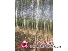 109柳树价格 垂爆109柳树 东北柳树价格 盛林苗圃 柳树图1