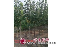 2-5公分苹果苗批发 123苹果苗价格 东北苹果树 盛林苗圃图1