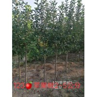 2-5公分苹果苗批发 123苹果苗价格 东北苹果树 盛林苗圃
