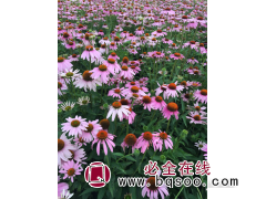 松果菊价格 松果菊钵苗批发 鞍山松果菊苗批发 理想宿根花卉园图1