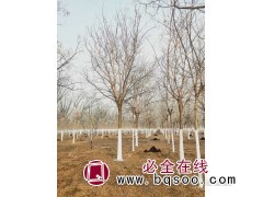 河北国槐基地 国槐价格 国槐行道树 国槐树价格 保定正凯园林图1