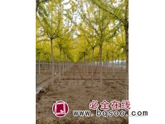 复叶槭 金叶复叶槭 复叶槭基地 复叶槭价格 保定正凯园林图1