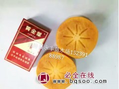 阳丰甜柿苗供应 ​武陟县穆氏永沣苗木有限公司 甜柿苗价格表图1