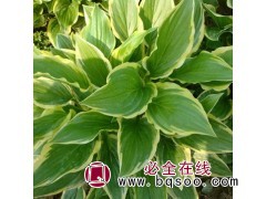鞍山金边玉簪基地-500万颗金边玉簪杯苗急售 鞍山百卉园艺场图1