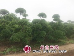 小叶女贞造型树 [造型花木] 经营各类造型树 江苏花枝俏园林图1