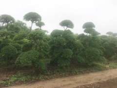 小叶女贞造型树