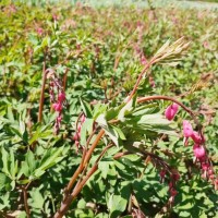 蒲包花小苗-蒲包花小苗 东北苗木 鞍山春城花卉园 鞍山花卉