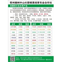 10万棵红叶石楠小杯苗 常州橡树中山杉碧根果培育专业合作社