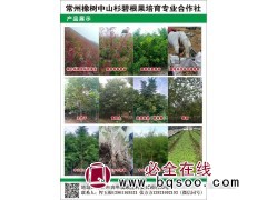 10万棵中山杉杯苗专供 常州橡树中山杉碧根果培育专业合作社图1