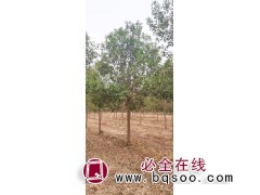 大叶女贞 丛生大叶女贞价格 焦作苗木基地 阳杰苗木专业合作社图1