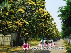 黄花丁香 黄花丁香行道树价格 北京江山园林研究中心 丁香树图1