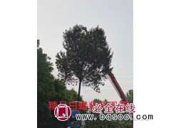 精品白蜡树 山东白蜡精品树价格 白蜡基地 惠民县泓林生态园林图1