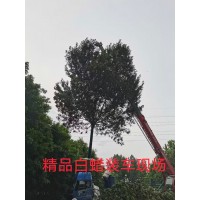 精品白蜡树 山东白蜡精品树价格 白蜡基地 惠民县泓林生态园林