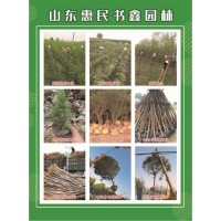 4-6公分柽柳价格 山东柽柳基地 山东苗木 书鑫园林