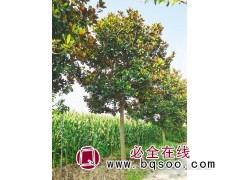 江苏广玉兰-专业红/黄/白/紫玉兰种植基地 南京市清灵苗圃场图1